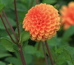 가을꽃축제 "다알리아"