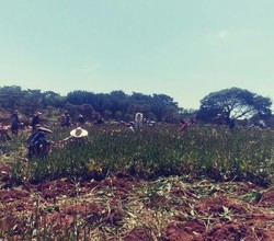 튤립구근캐기행사