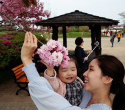 겹벚나무보다 아가♡