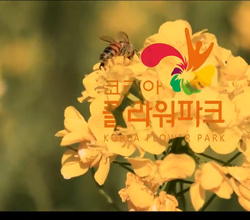 2018 태안 세계튤립축제 영상~!