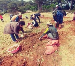 튤립구근캐기행사 