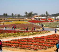 2013 튤립축제_전망대 뷰