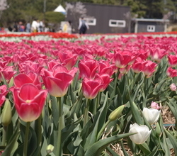 2019 태안 세계튤립축제 