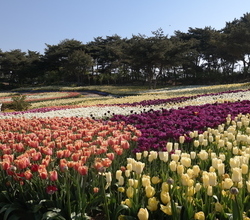 2019 태안 세계튤립축제 - 5월 10일 - 