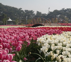 2019 태안 세계튤립축제 - 5월 5일 - 