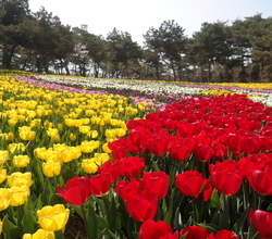 2019 태안 세계튤립축제