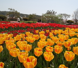 2019 태안 세계튤립축제 