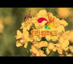 [영상] 2015년부터 2019년까지의 튤립축제 기록