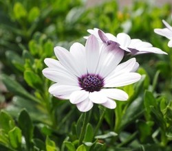 알리움 축제에서 볼 수 있는 꽃 -2-