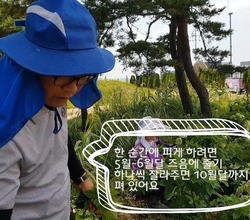 코리아플라워파크 꽃미남이 들려주는 수국 이야기
