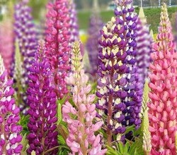[코·플·파] 튤립공원 본격 준비시작!!
