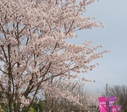 [코·플·파] 봄꽃 종합선물세트 태안세계튤립축제!!!