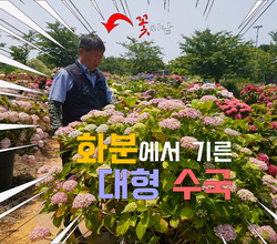 [영상]화분에서 기른 대형 수국_6월 5일 버전