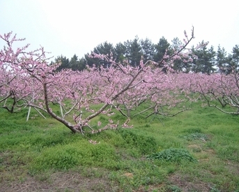 [ 체험농장 ] 안골과수원